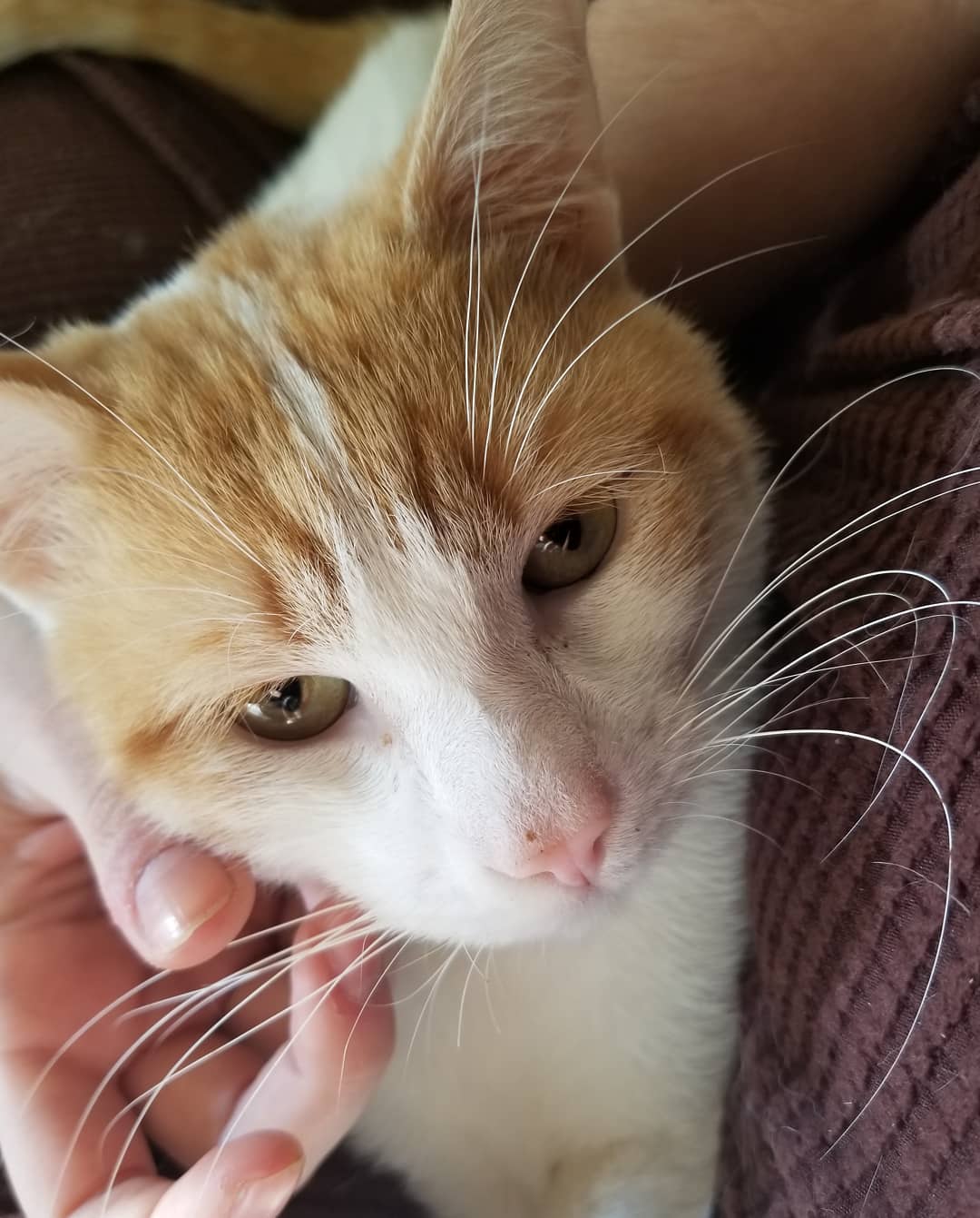 a beautiful & handsome creamsicle tomcat looking directly into the camera with his big green eyes. He has a little pink nose. His owner's hand can be seen delicately brushing his cheek.