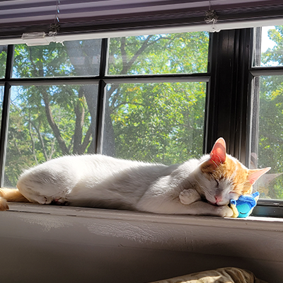 keeper sleeps on the window sill while holding a tiny vaporeon plush between his paws, under his little head.